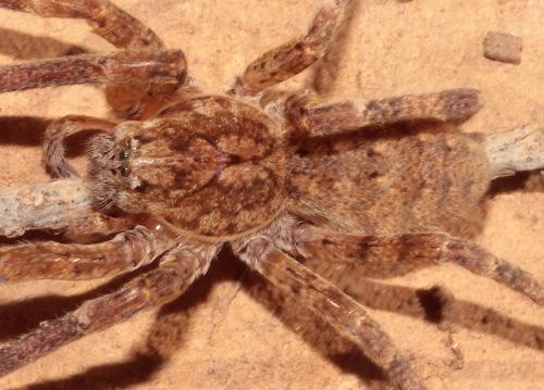 Zoropsis sp.